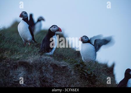 Papageitaucher sind eine von drei Arten kleiner Alciden der Vogelgattung Fratercula. Stockfoto