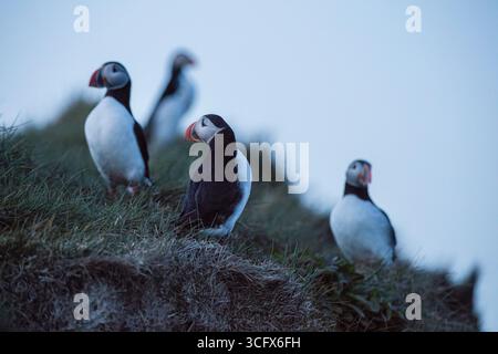 Papageitaucher sind eine von drei Arten kleiner Alciden der Vogelgattung Fratercula. Stockfoto