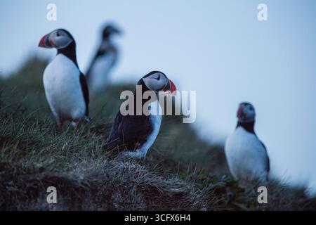 Papageitaucher sind eine von drei Arten kleiner Alciden der Vogelgattung Fratercula. Stockfoto