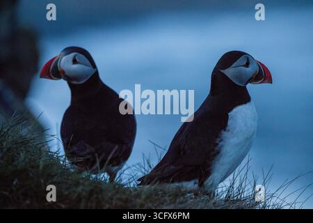 Papageitaucher sind eine von drei Arten kleiner Alciden der Vogelgattung Fratercula. Stockfoto