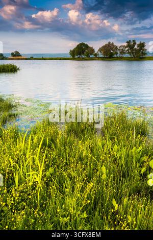 Schöner Blick auf den sinuösen Fluss im Sommer. Südlicher Fluss Buh, Ukraine, Europa. Beauty-Welt. Stockfoto