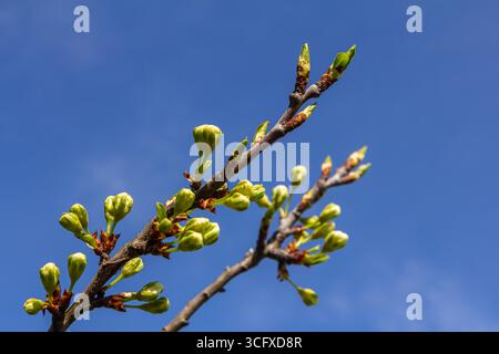 Knospen prunus avium, gemeinhin als Wildkirsche, Süßkirsche, Gänse oder Vogelkirsche bezeichnet. Budbreak. Frühling. Stockfoto