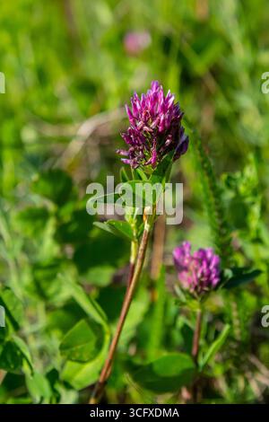 Wilde Rotklee Blume isoliert Trifolium pratense, mit grünem Naturhintergrund. Stockfoto