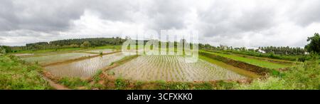 Die traditionelle Art des Pflügens von Bullen und des manuellen Reisanbaus im ländlichen Indien Stockfoto
