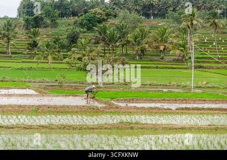Die traditionelle Art des Pflügens von Bullen und des manuellen Reisanbaus im ländlichen Indien Stockfoto