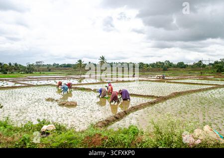 Die traditionelle Art des Pflügens von Bullen und des manuellen Reisanbaus im ländlichen Indien Stockfoto