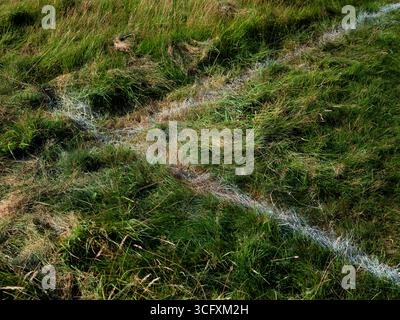Bewachsenes Gras an der Ecke eines Fußballfeldes. Stockfoto