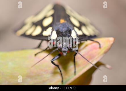 Nahaufnahme einer schwarzen und gelben Motte auf einem Blatt. Stockfoto