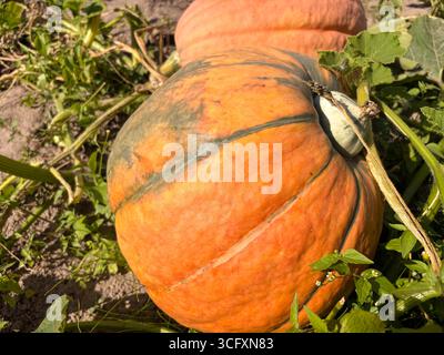 Kürbisse wachsen in einem Garten. Ein großer orangener Kürbis reift im Garten. Umweltfreundliche Gartenarbeit Stockfoto