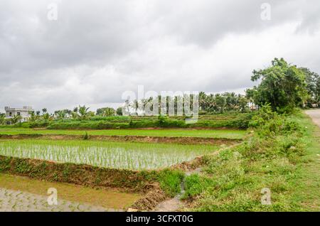Die traditionelle Art des manuellen Reisanbaus im ländlichen Karnataka, Indien Stockfoto