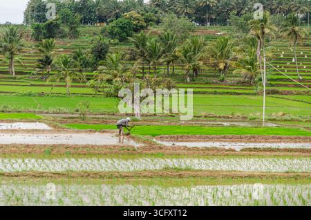 Die traditionelle Art des Pflügens von Bullen und des manuellen Reisanbaus im ländlichen Indien Stockfoto