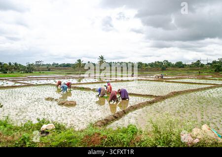 Die traditionelle Art des Pflügens von Bullen und des manuellen Reisanbaus im ländlichen Indien Stockfoto