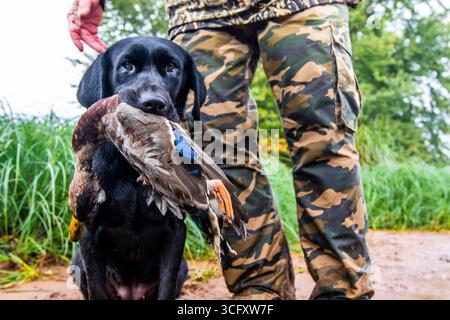 Jagdhund mit toter Ente und Jäger Stockfoto