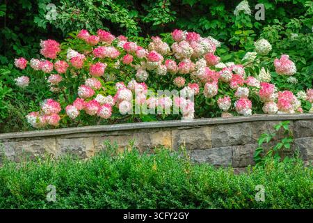 Büsche aus weißen und rosa Hortensie auf einem Steinrand zwischen grünen Büschen. Nahaufnahme. Stockfoto