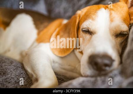 Der Beagle-Hund schläft ruhig drinnen auf einer weichen Decke und fühlt sich gemütlich und entspannt an. Stockfoto