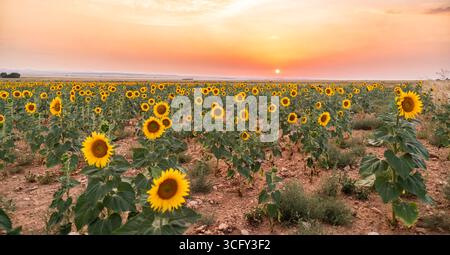 Sonnenblumen blühen auf einem Feld während eines pulsierenden Sonnenuntergangs und schaffen eine malerische landwirtschaftliche Landschaft Stockfoto