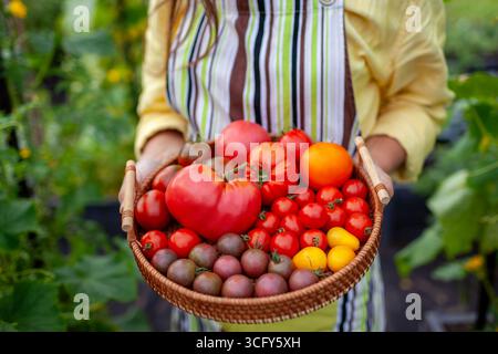 Nahaufnahme der Tomatenernte auf Tablett in den Händen des Bauern. Gärtner pflückte Bio-Kirschen und reife große rote gelbe Salattomaten im Gemüsegarten. Sturz Stockfoto