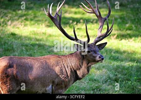 Hirsch im Wald Stockfoto