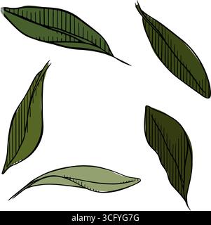 Set mit Olivenblättern, isolierte farbige Artikel. Abbildung der grafischen Vektorfarbe. Grüne, rohe Bio-Oliven, natürliche Sammlung. Baum elegante grüne Blätter Stock Vektor