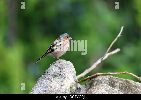 Ein Kaffinchen-Nahaufnahme auf einem Stein draußen Stockfoto