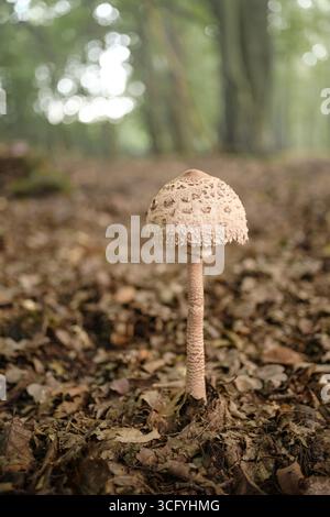 Nahaufnahme von wilden Sonnenschirmpilzen, die auf Waldboden mit trockenen Blättern wachsen, natürliche Waldszene in der Herbstsaison, Makronaturfotografie. Stockfoto