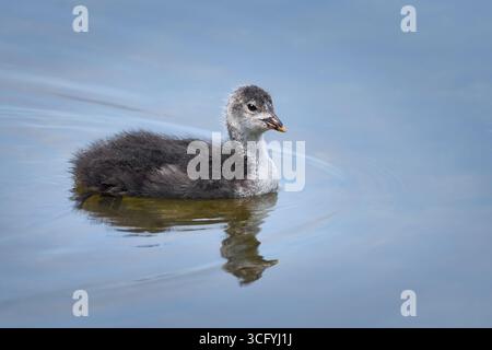 Eurasische Huhn (Fulica atra)-Küken im jungen Gefieder, die im Wasser schwimmen Stockfoto