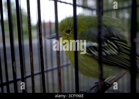 Ein junger grüner Cipoh-Sirtu-Vogel, gemeine Iora (Aegithina tiphia), der im Käfig thront. Stockfoto