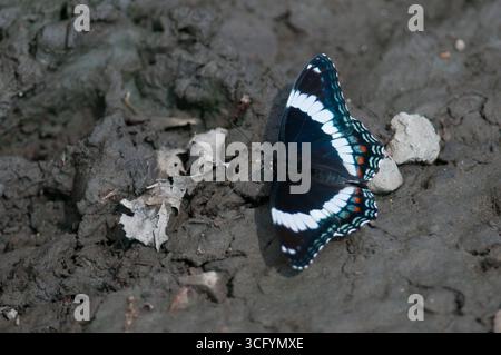 Weißer Admiral Schmetterling landete auf dem matschigen Boden in New York Stockfoto
