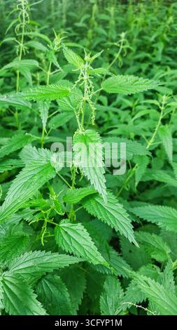 100. Brennnessel-Pflanzen zeigen gezackte grüne Blätter und zarte Blüten, die in einer üppigen Umgebung gedeihen und die Schönheit der Natur und der Natur hervorheben Stockfoto