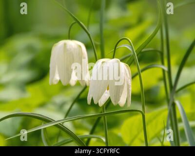 Wunderschöne weiße Anhänger Fritillary Blumen. Fritillaria meleagris alba im Frühlingswald. Stockfoto