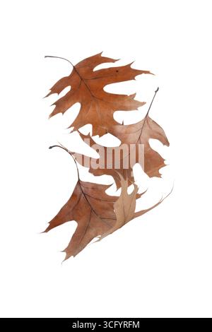 Gruppe trockener brauner Eichenblätter mit gewellten Kanten. Symbol für Herbstsaison, Alterung und natürliche Zyklen. Perfekt für Design- und Dekorationsthemen. Stockfoto