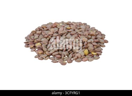 Haufen roher brauner Linsen, isoliert auf weißem Hintergrund. Gesunde Bio-Hülsenfrüchte, natürliche Proteinquelle für Kochen, Diät und vegetarische Mahlzeiten. Stockfoto
