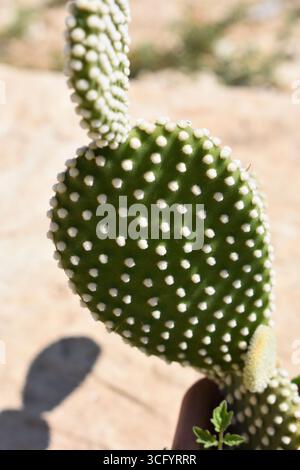 Nahaufnahme von Kakteen im Garten an einem sonnigen Tag. Opuntia Mikrodasys (Engelsflügel, Hasenohrkaktus, Hasenkaktus oder Polka-Dot-Kaktus). Stockfoto