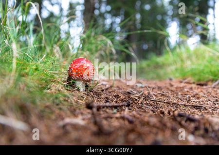 Fliegenpilz, Amanita muscaria. Giftiger Pilz Stockfoto