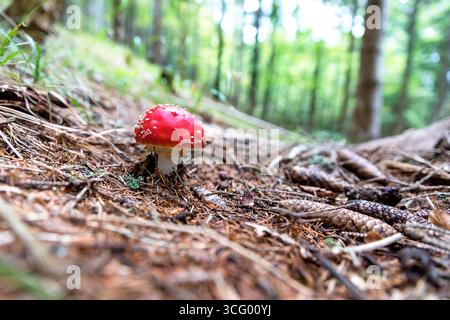 Fliegenpilz, Amanita muscaria. Giftiger Pilz Stockfoto