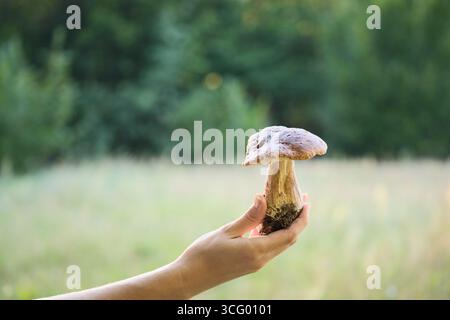 Hand präsentiert Stachelpilze im Freien mit verschwommenem grünem Waldhintergrund, frische Wildpilze als natürliche organische Zutat für gesunde Meere Stockfoto