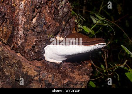 Ein großer, bewaldeter Ganoderma Applanatum, allgemein bekannt als Künstler Conk, wächst auf einem toten Baum in den dunklen Wäldern von Magoebaskloof, Südafrika. Stockfoto