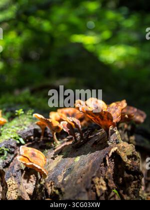 Orangebraune Trompeten-förmige Pilze, die auf gefallenem, zersetztem Baumstamm wachsen Stockfoto