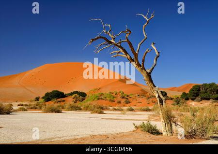 Toter Kameldornbaum (Vachellia erioloba) und Düne „Big Daddy“ in Sossusvlei im Namib-Naukluft Park, Namib-Wüste, Hardap Region, Namibia Stockfoto