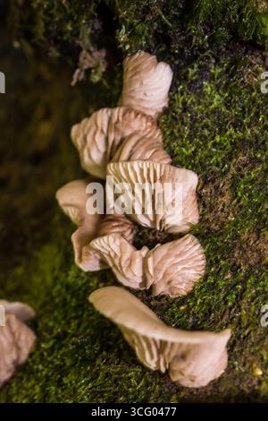 Austernpilze mit ihrer gut entwickelten strahlenden Kiemenstruktur Krähen auf einem moosigen Baumstumpf in Magoebaskloof in Südafrika. Stockfoto