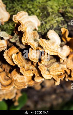 Eine dicke Ansammlung haariger Gardinenkruste, die auf einem toten, gefallenen Baum in Magoebaskloof, Südafrika, wächst. Stockfoto
