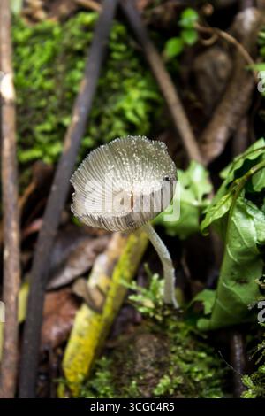 Nahaufnahme der Kappe eines Reifen Hasen-Tintenkappen mit seinen entzückenden Kiemen, kurz nach der Ink-Phase dieses kurzlebigen Pilzes, Stockfoto