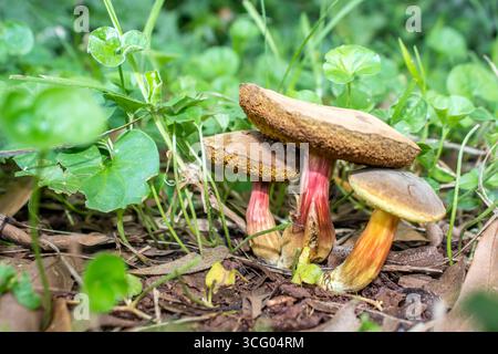 Eine kleine Ansammlung roter, knackender Bolete-Pilze, die in einem Vorstadtgarten unter Bodenbedeckung wachsen Stockfoto