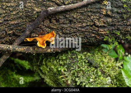 Ein kleiner, helloranger Klappenpilz, der auf abgefallenen Ästen auf dem Waldboden wächst Stockfoto