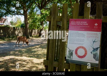 Ein Hirschhirsch weidet im Bushy Park, wo ein Royal Parks-Schild am 24. August 2025 in London, England, über den Umgang mit Hunden in der Nähe von Hirschen informiert. Im Bushy Park gibt es 320 Rotwild und Brachhirsche und die Royal Parks sagen, dass Hunde an der Leine gehalten werden sollten, wenn sie sich in unmittelbarer Nähe von Hirschen befinden, und dass es für einen Hund eine Straftat ist, Hirsche im Bushy Park zu jagen, was zur Strafverfolgung des Besitzers führen könnte. Stockfoto