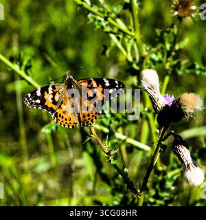 Monarch-Schmetterling Stockfoto