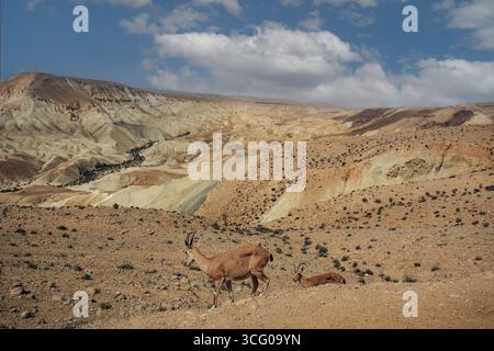 Zwei nubische Steinböcke in der felsigen Negev-Wüste mit dramatischen Hügeln und blauem Himmel, Israel. Wildtiere in trockenen Berglandschaften. Stockfoto