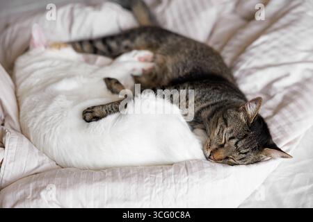 Zwei Katzen schlafen friedlich zusammen auf einem unordentlichen Bett, kuschelt für Wärme und Komfort, symbolisiert Gesellschaft, Entspannung und gemütliche Atmosphäre Stockfoto