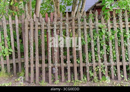 Alter Holzpfahlzaun mit Flechten und Grün im ländlichen Garten Stockfoto