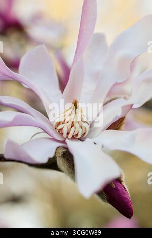 Detailliertes Makro einer blühenden Magnolia stellata Blume mit zarten rosa und weißen Blüten, fotografiert in sanftem Sonnenlicht im frühen Frühjahr Stockfoto